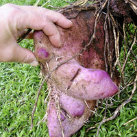 Dioscorea Gemüsesamen für einfache Aussaat