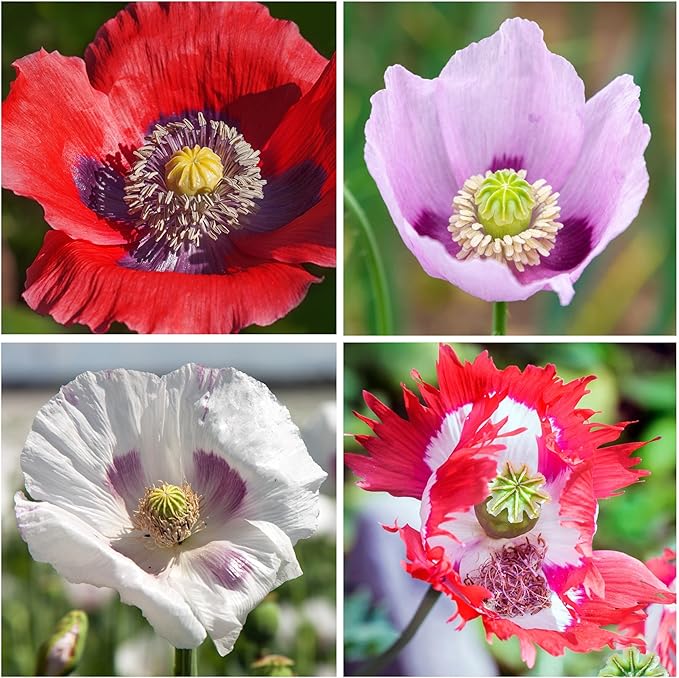 Gemischt Poppy Papaver spp Blumensamen zur Aussaat Blume Beet