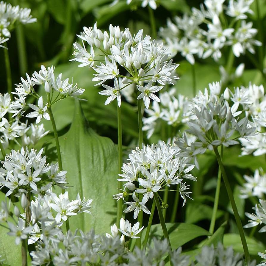 Wild Leek Allium tricoccum Blumensamen zur Aussaat