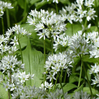 Wild Leek Allium tricoccum Blumensamen zur Aussaat