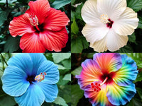 MixedColored Hibiskus Blumensamen zur Aussaat Schnitt Blume beliebt Traditionssorte & ohne Gentechnik Samen Hausgarten