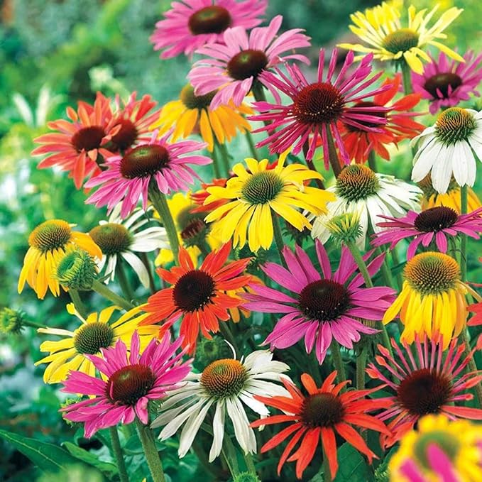 Firebird Coneflower Echinacea purpurea Samen zur Aussaat Blume Beet
