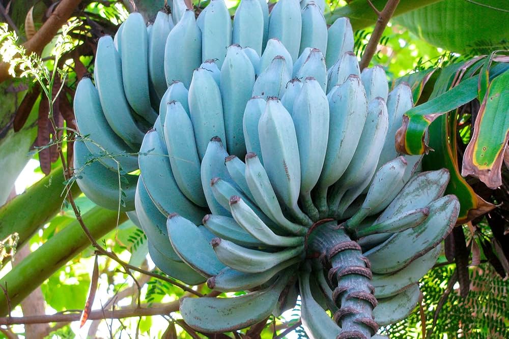 Blaue Banane  Samen für einfaches Anpflanzen