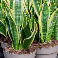 Grün snake blume samen for anpflanzung - seasonal bloomer, heirloom & gmo free samen for home garten
 
 sale for anpflanzung in home garten.