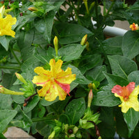Mirabilis Blumensamen zur Aussaat Wildblume Mischung Traditionssorte & ohne Gentechnik Samen Hausgarten