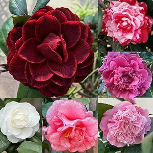 Real camellia samen, mixed color for vibrant winter blooms
