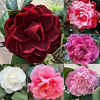 Real camellia samen, mixed color for vibrant winter blooms