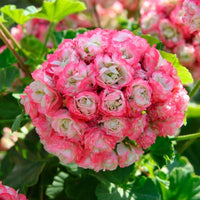 Geranie Apple Blossom Samen zur Aussaat leuchtend Garten Blüten