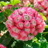 Rosa Scented Geranie Blumensamen zur Aussaat – Landhaus Garten wichtig – Traditionssorte & ohne Gentechnik Samen Hausgarten