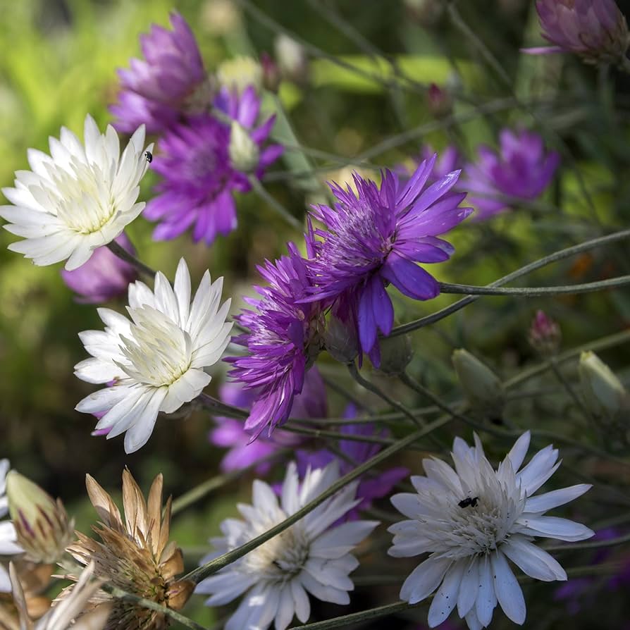 Immortal Mischung Xeranthemum annuum Samen zur Aussaat dry Blume Garten Wildblume Beet