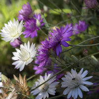 Immortal Mischung Xeranthemum annuum Samen zur Aussaat dry Blume Garten Wildblume Beet