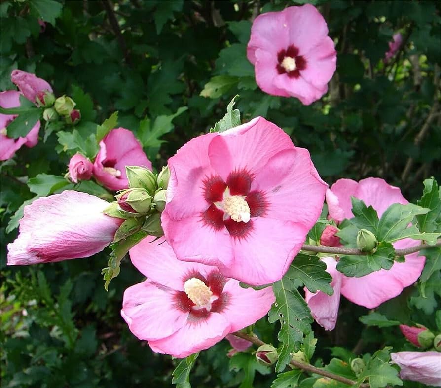 Rose Sharon Hibiskus Syriacus Samen