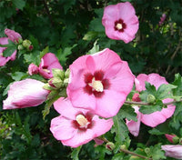 Rose Sharon Hibiskus Syriacus Samen