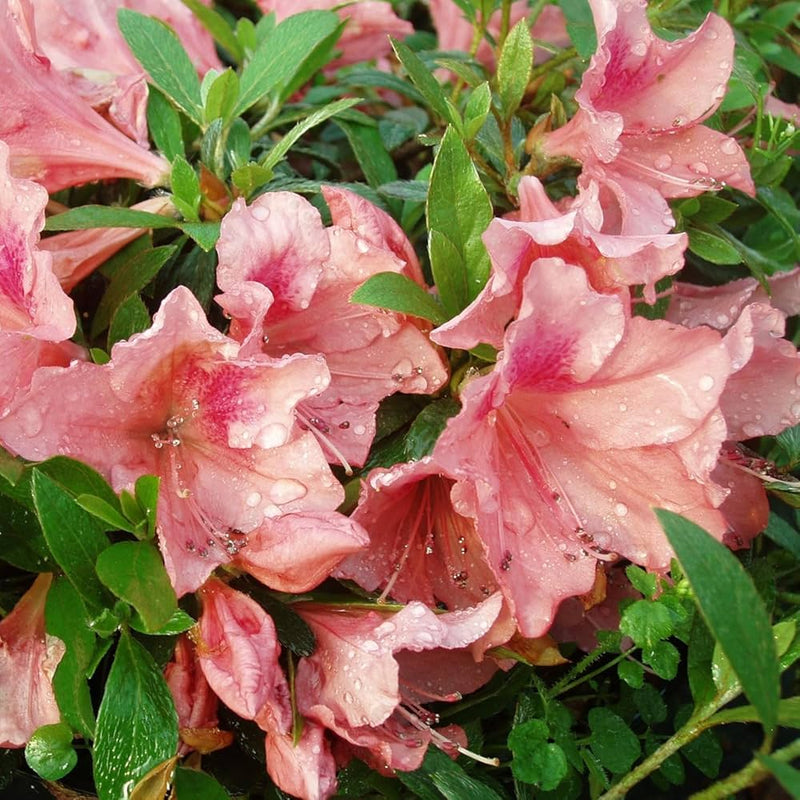 Rosa royal azalea rhododendron shrub samen