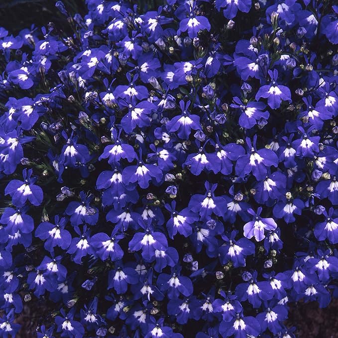 Lobelia Blau Wings Samen leuchtend Blau Blumen