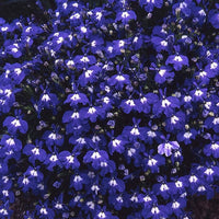 Lobelia Blau Wings Samen leuchtend Blau Blumen