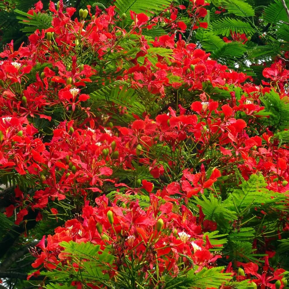 Malve Blumensamen Mischung – Gelb – Weiß – hell Orange – und Orange-Rot