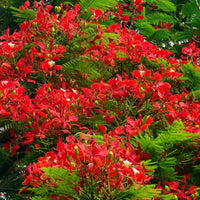 Malve Blumensamen Mischung – Gelb – Weiß – hell Orange – und Orange-Rot