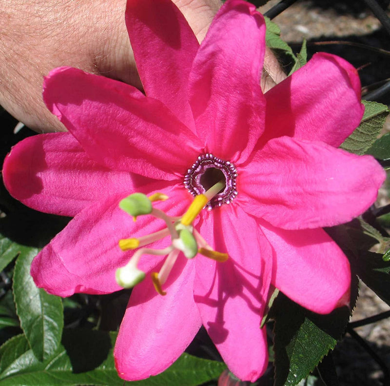 Rosa mollissima blume samen for anpflanzung - premium quality, heirloom & gmo free samen for home garten
sale samen for home garten