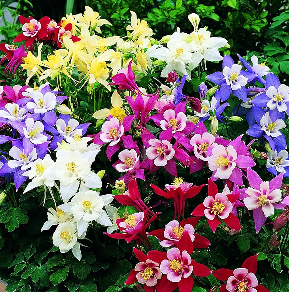 Columbine Akelei Blumensamen