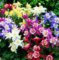 Columbine Akelei Blumensamen