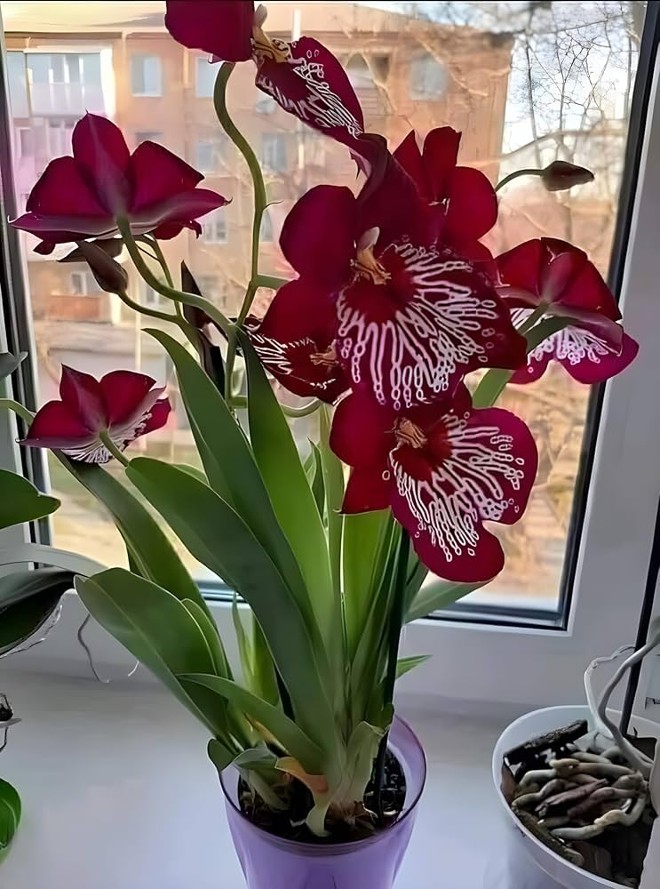 Kastanienrot Weiß Schmetterlingsorchidee Orchidee Blumensamen zur Aussaat – Landhaus Garten wichtig – Traditionssorte & ohne Gentechnik Samen Hausgarten