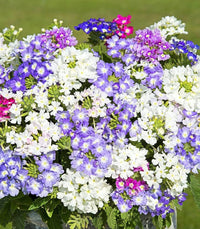 Eisenkraut zwergwüchsig Mischung Blumensamen zur Aussaat – Bestäuber freundlich – Traditionssorte & ohne Gentechnik Samen Hausgarten