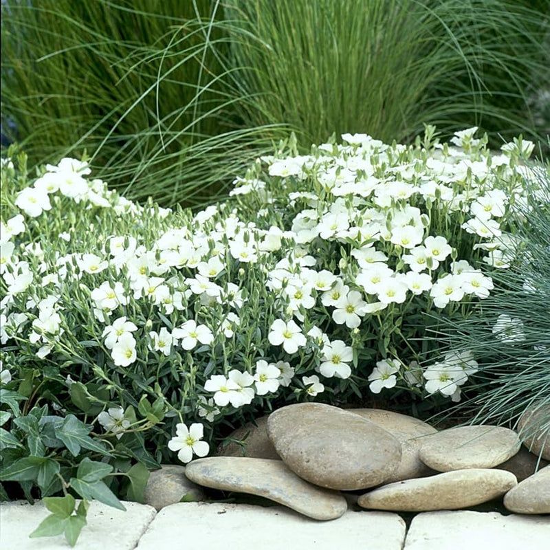 Arenaria montana ground cover for rock garten