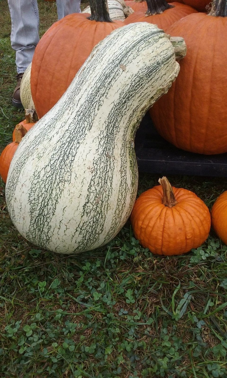 Cushaw Pumpkin Samen für einfache Aussaat