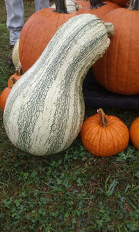 Cushaw Pumpkin Samen für einfache Aussaat