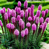 Marsh blazing star liatris spicata samen for anpflanzung in wildflower habitat