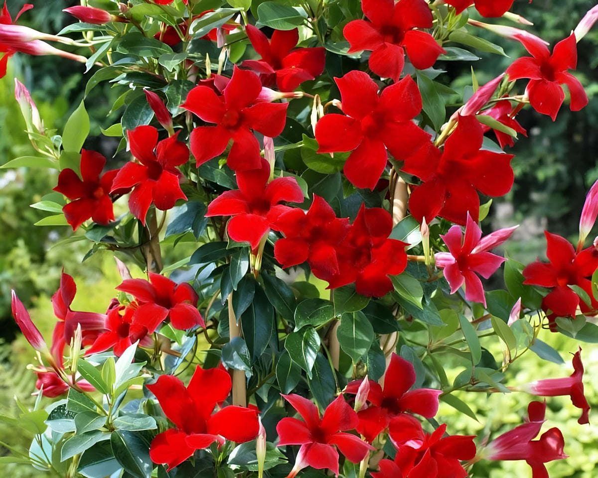 Rot (rot mandevilla) samen for anpflanzung in home garten