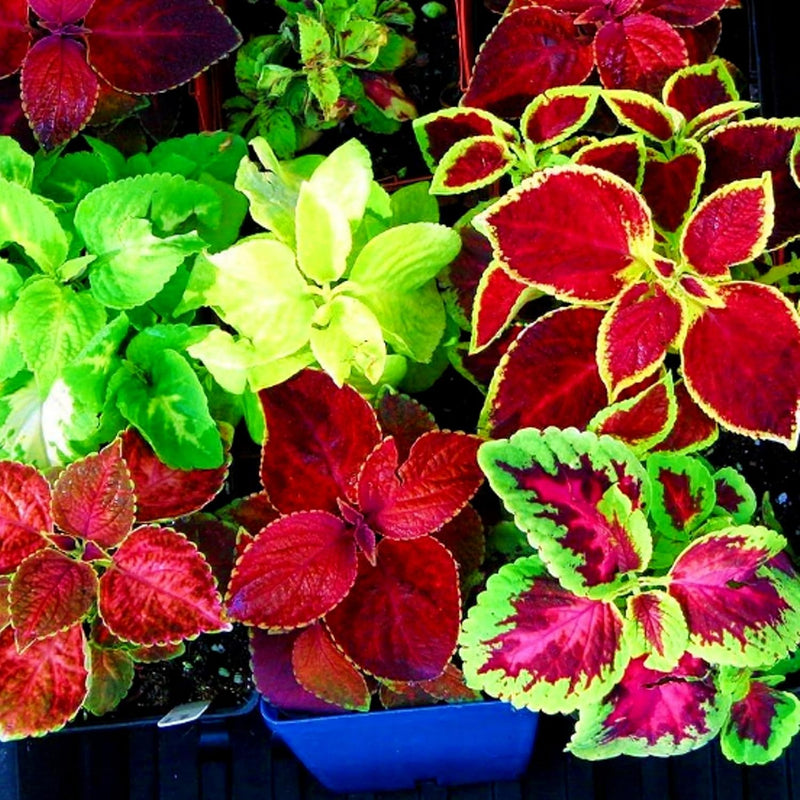 Grün Rosa Buntnessel Blumensamen zur Aussaat farbenfroh Schau Traditionssorte & ohne Gentechnik Samen Hausgarten
