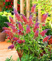 Sommerflieder Blumensamen zur Aussaat – sonnenliebend – Traditionssorte & ohne Gentechnik Samen Hausgarten