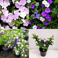 Brunfelsia Blumensamen zur Aussaat ideal Rabatten Traditionssorte & ohne Gentechnik Samen Hausgarten