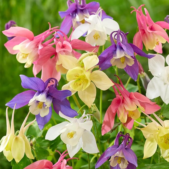 Akelei Samen – Viridiflora – mehrjährige Blumensamen