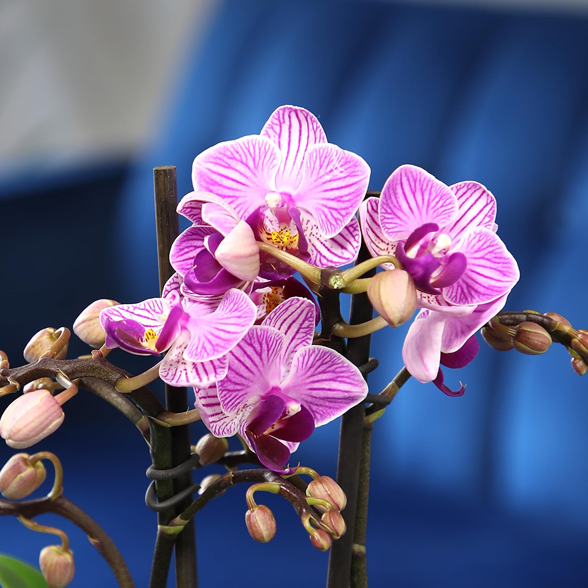 Orchidee Samen zur Aussaat Orchidaceae Gemischt für Innenräume Garten hängend pot