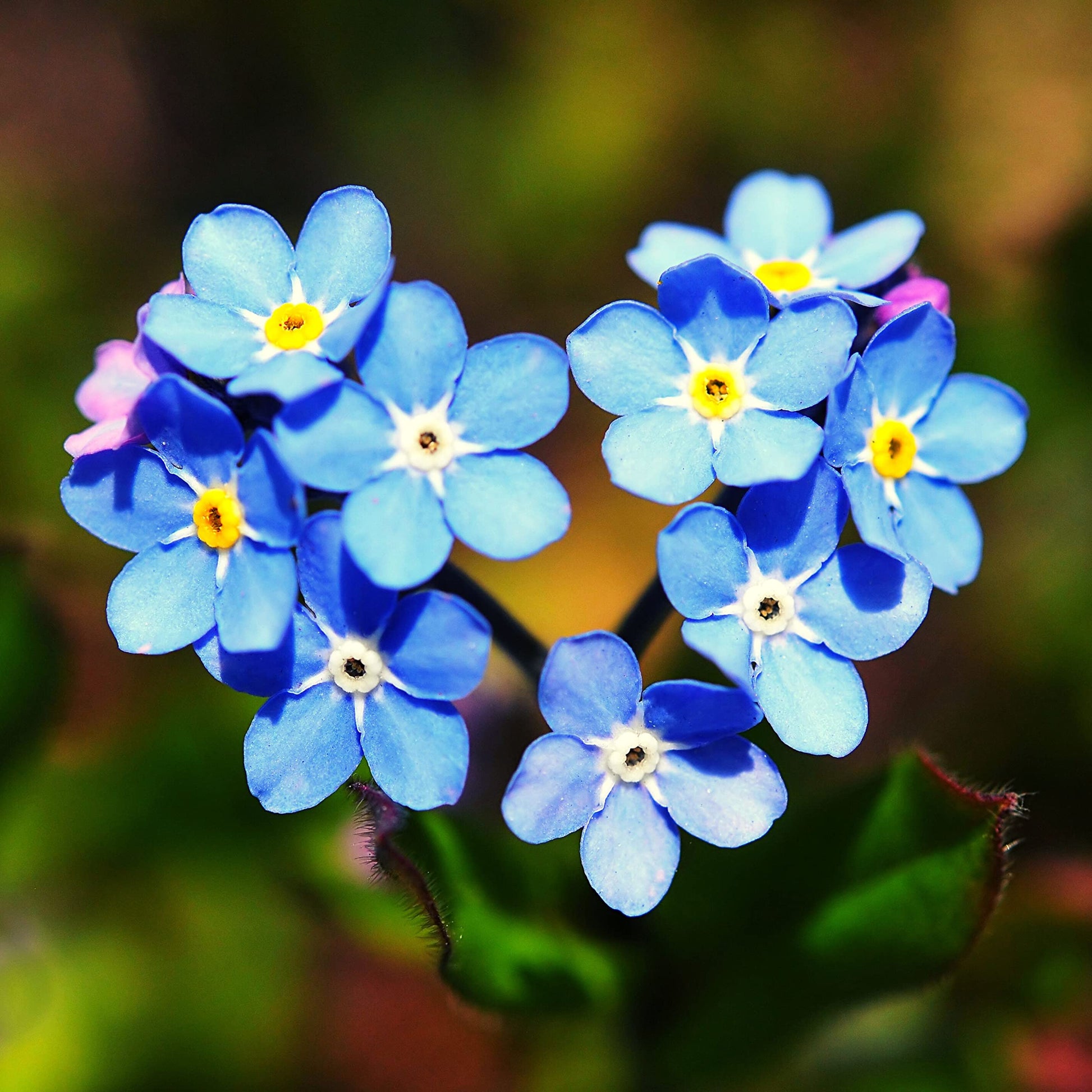 Vergissmeinnicht Blumensamen zur Aussaat sonnenliebend Traditionssorte & ohne Gentechnik Samen Hausgarten