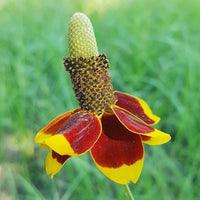 Upright Prairie Coneflower Samen – Wildflowers Bestäuber Gärten