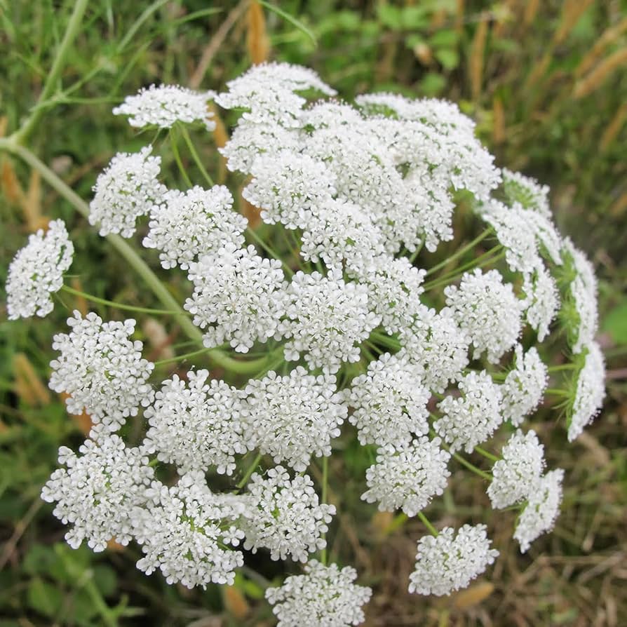 Ammi Majus Fabaceae Samen zur Aussaat Blume Beet und Herb Garten