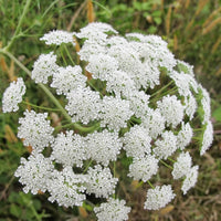 Ammi Majus Fabaceae Samen zur Aussaat Blume Beet und Herb Garten