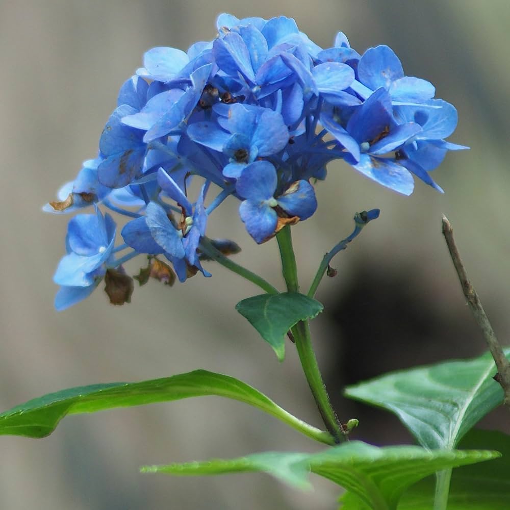 Blau Hortensie Blumensamen zur Aussaat – kompakt Wuchs – Traditionssorte & ohne Gentechnik Samen Hausgarten