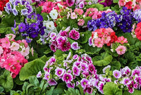 Gemischt Geranie Pelargonium spp Blumensamen zur Aussaat Blume Beet