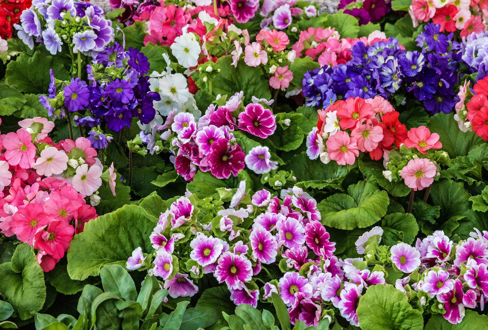 mehrfarbige Geranie Blumensamen zur Aussaat – pflegeleicht – Traditionssorte & ohne Gentechnik Samen Hausgarten