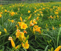 Fresh selten Hybrid Daylily Samen – Hemerocallis Lilie für Innenräume Bonsai – Garten Pflanzen