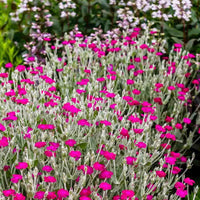 Lychnis rosette perennial blume samen