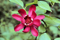 Calycanthus Floridus Samen zur Aussaat Blume Beet
