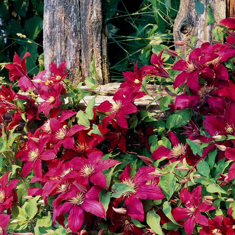 Rot (rot weiß) samen for anpflanzung in home garten