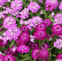 Gemischt Candytuft Blumensamen zur Aussaat – Wildblume Mischung – Traditionssorte & ohne Gentechnik Samen Hausgarten