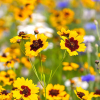 Coreopsis Mischung Samen zur Aussaat leuchtend Sommer Wildblume Gärten